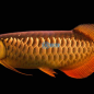 enis-jenis ikan arwana bagi pecinta ikan hias, arwana memiliki daya tarik yang sangat luar biasa bagi para pecinta ikan hias di dunia ter utama di indonesia, setiap para pecinta ikan ihias setidaknya sudah mempunya lebih dar